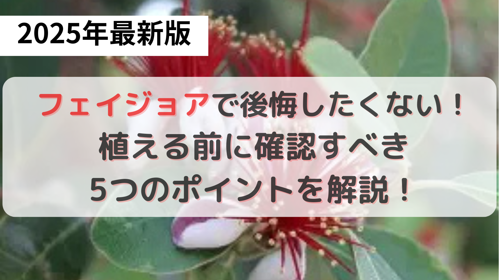 フェイジェア後悔しないための5つのポイント