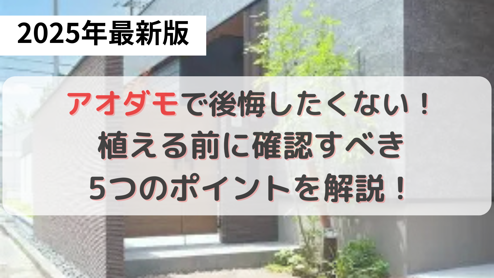 玄関前に植えたアオダモ
