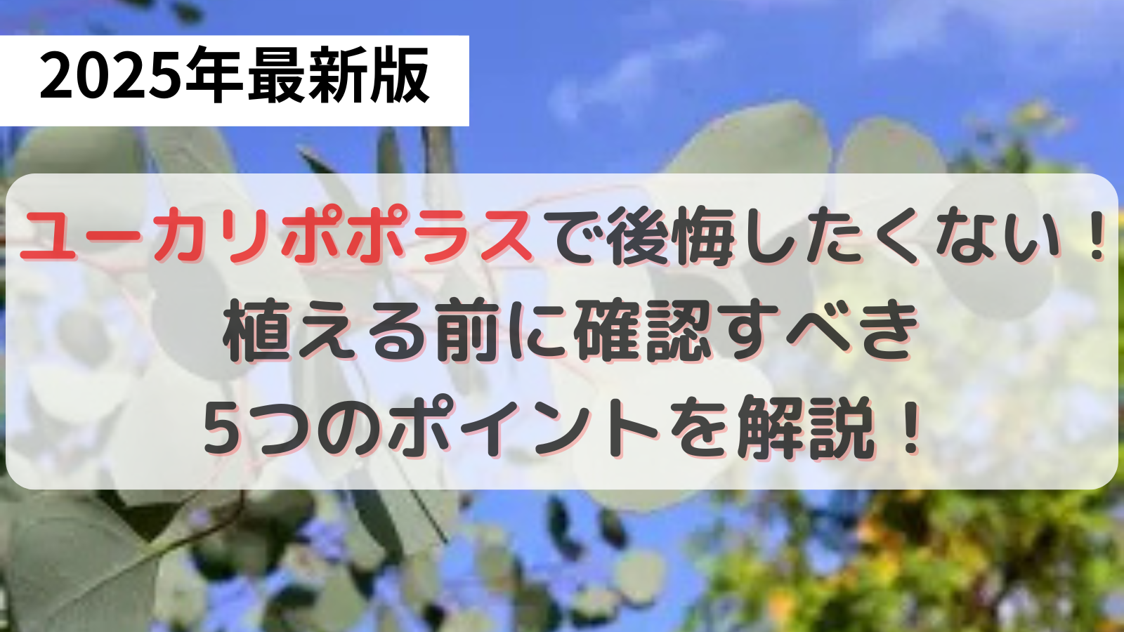 ユーカリポポラスの葉