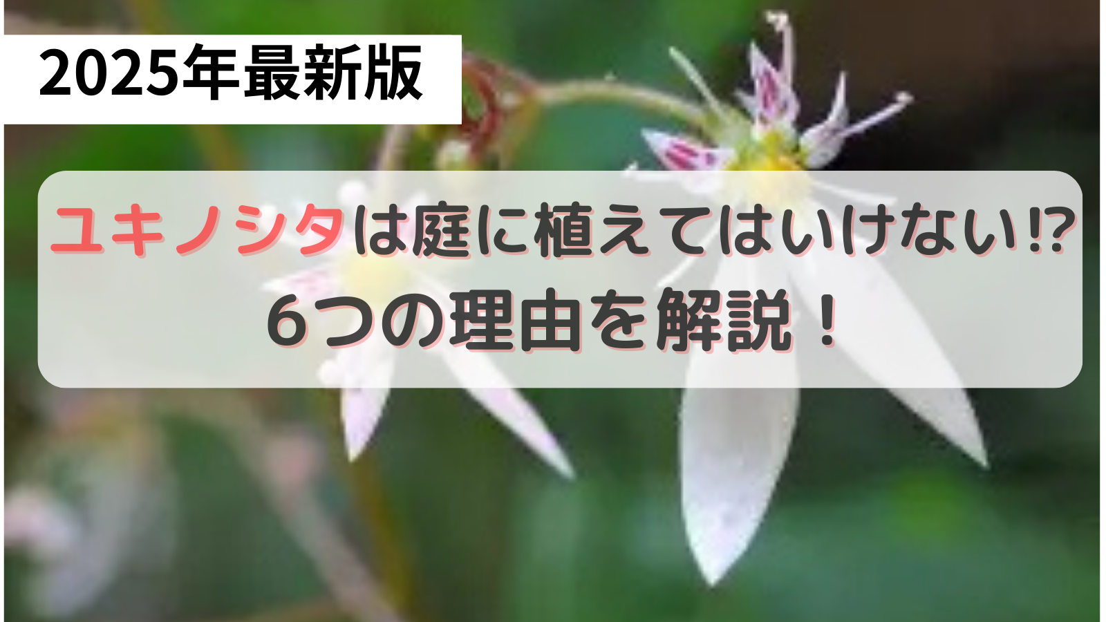 ユキノシタの花