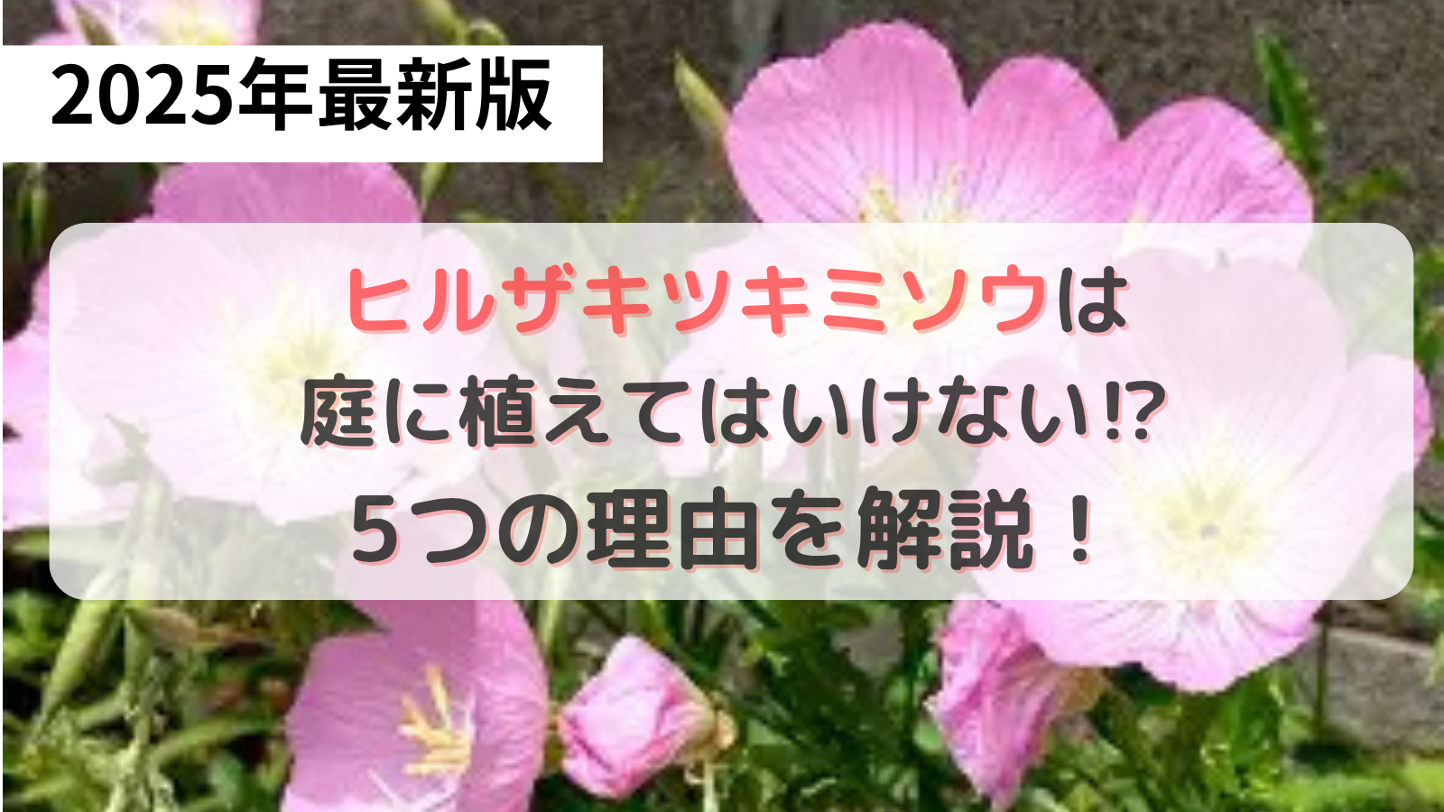ヒルザキツキミソウの画像