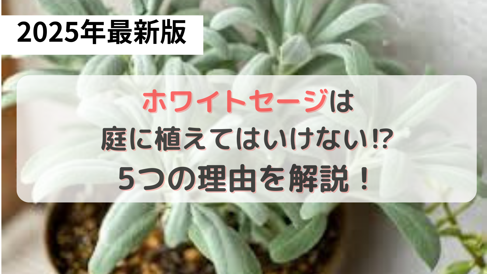 ホワイトセージの写真