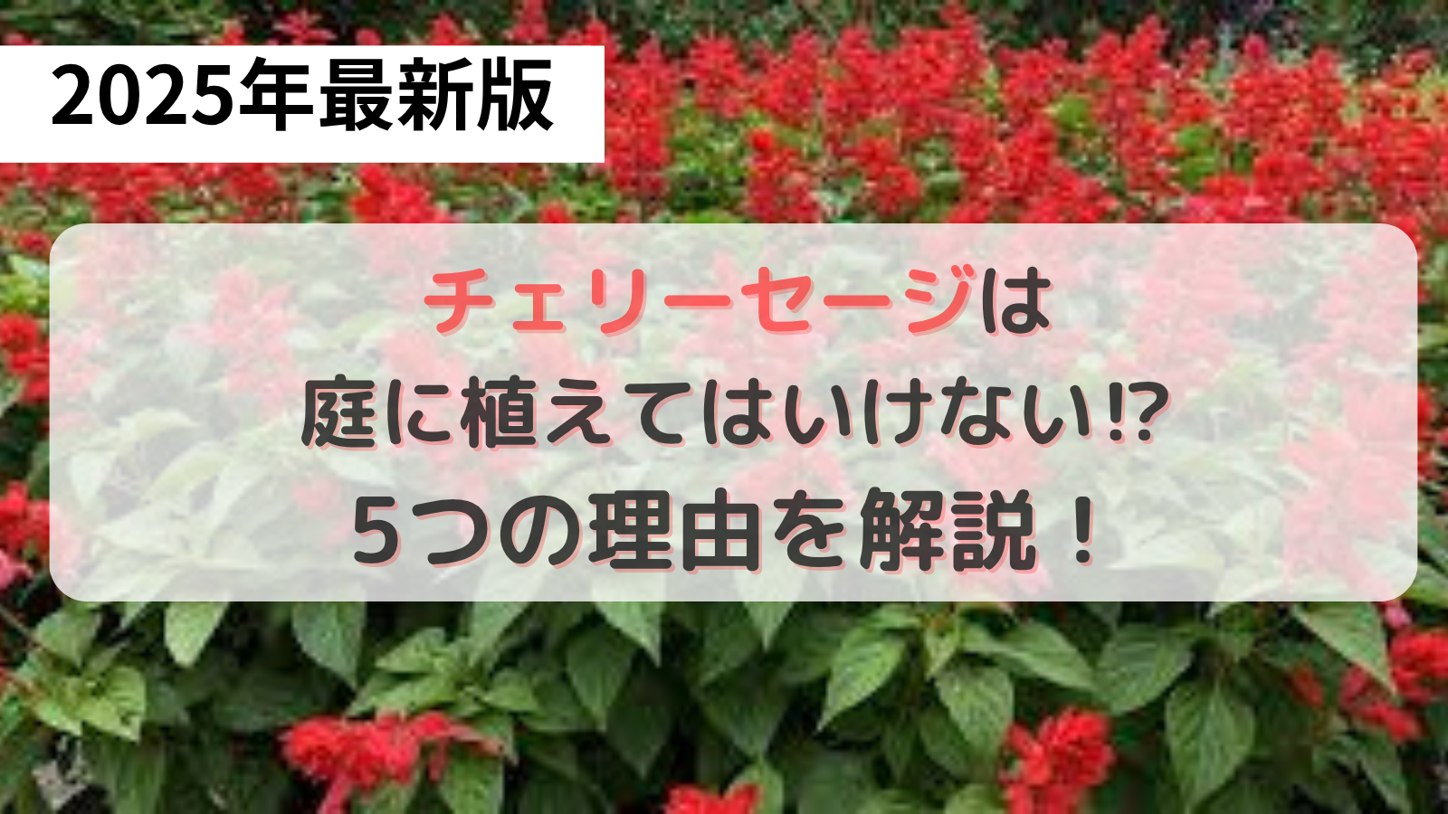 チェリーセージの画像